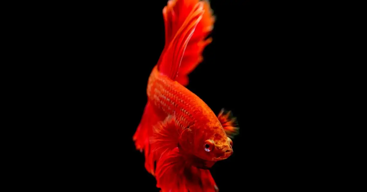 Pets place aquarium