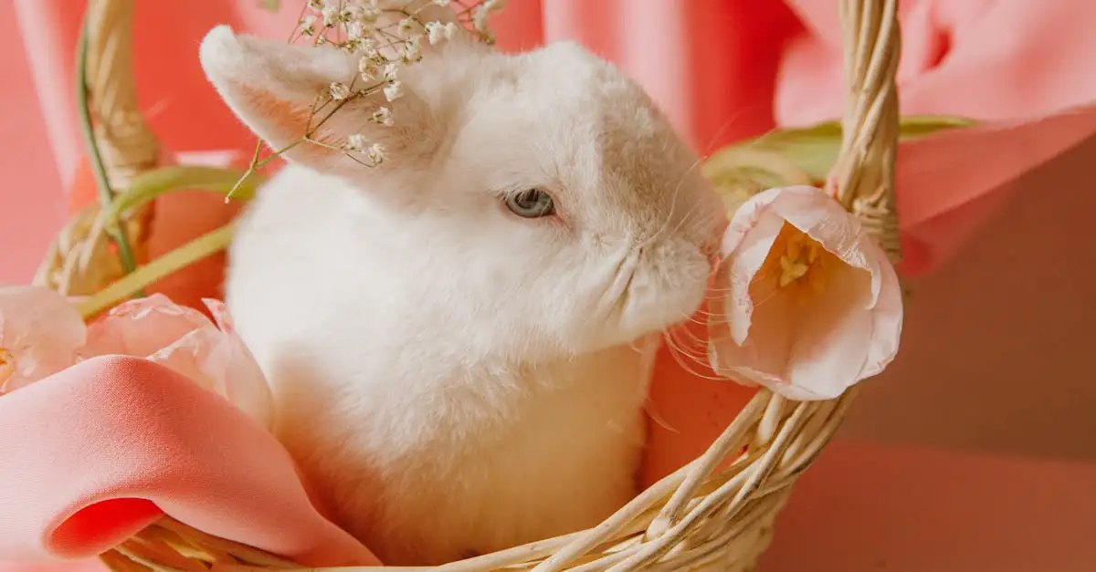 Pets Place Konijn: Alles voor uw kleine huisdier