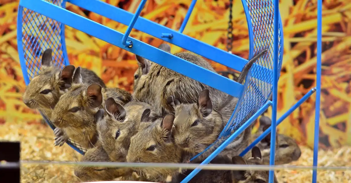 Petshop Huis: Alles voor uw dierenvriend