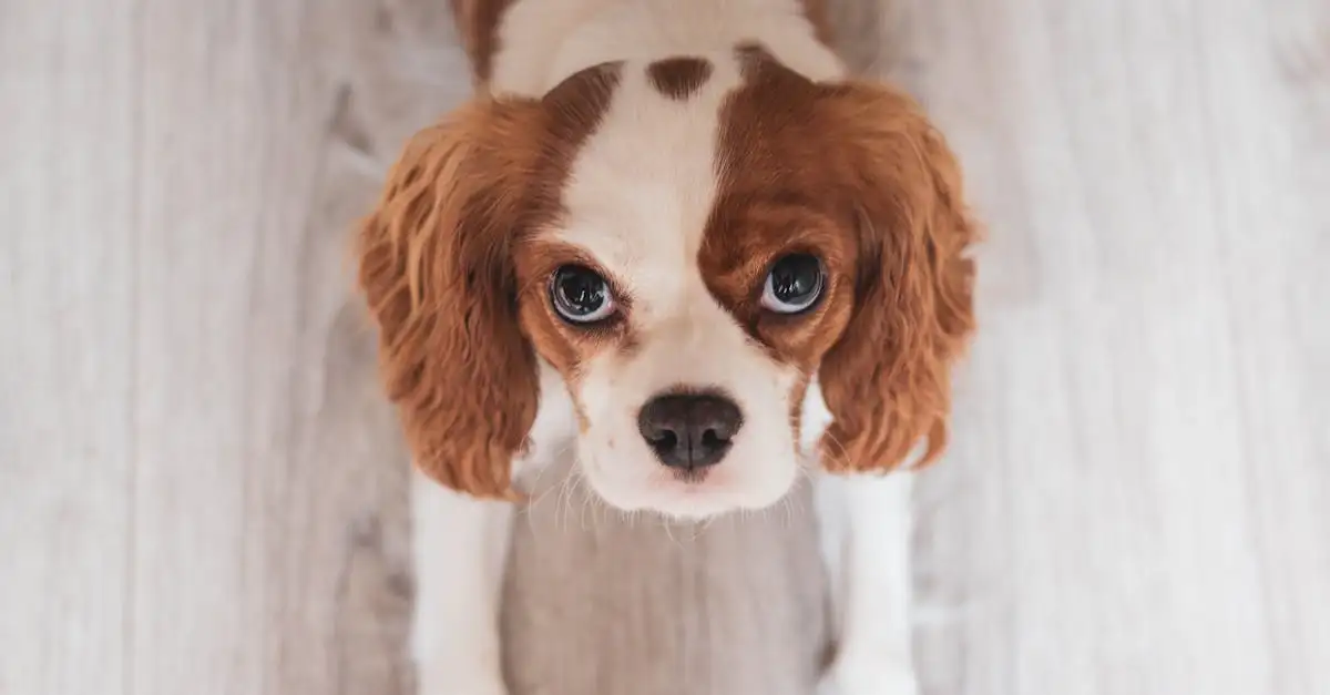 Puppy kopen nederland