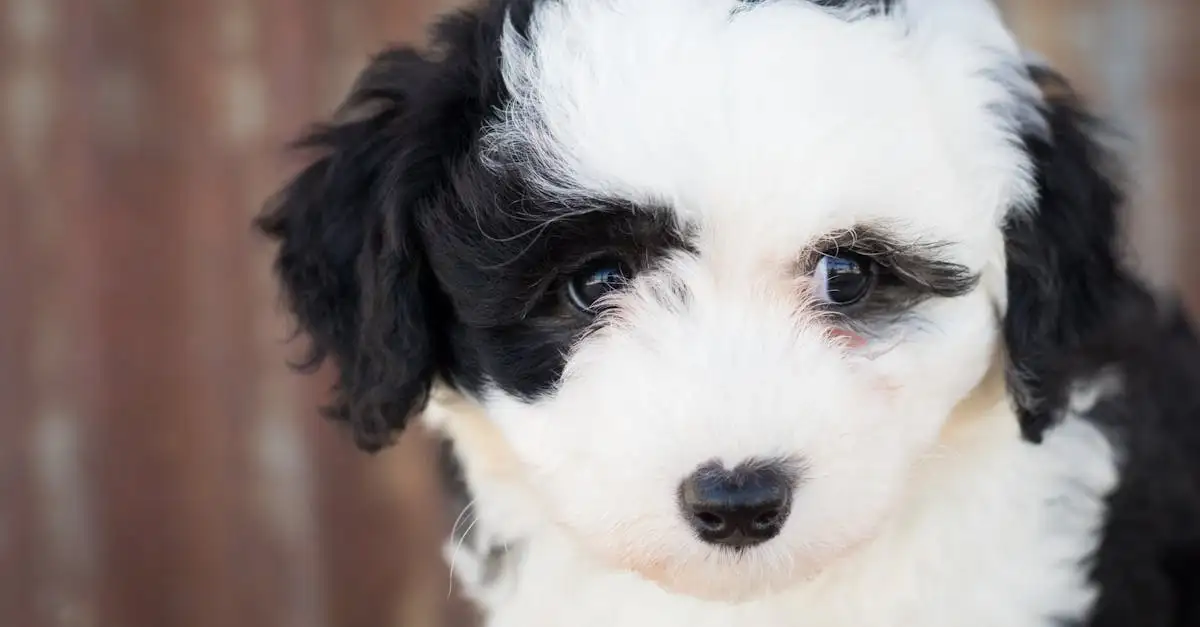 Puppy te koop: Vind uw nieuwe trouwe viervoeter