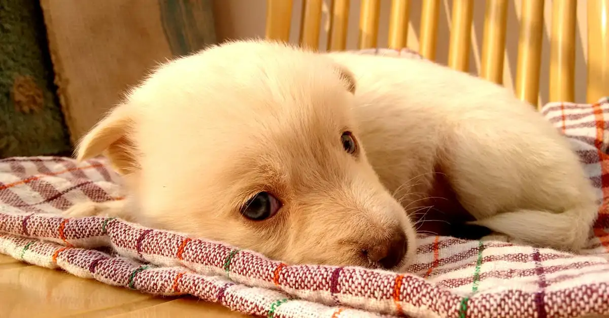 Puppy winkel: Alles voor uw nieuwe hond