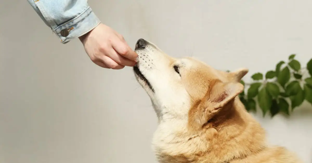 Royal Canin Nederland: Kwalitatieve voeding voor uw huisdier
