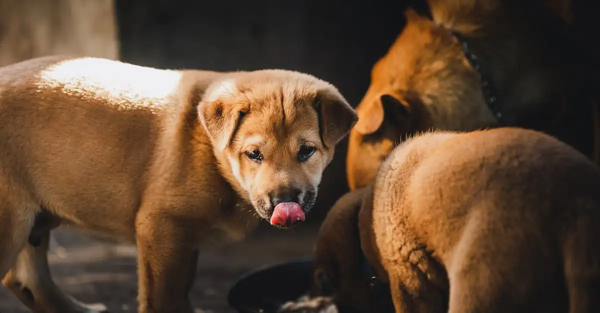 Royal Canin webshop: Bestel direct katten- en hondenvoer