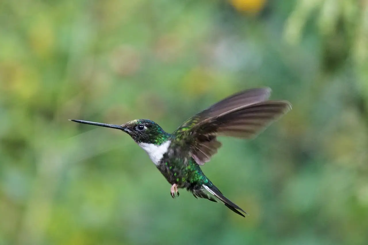 Speciaalzaak vogels: alles voor uw gevederde vrienden