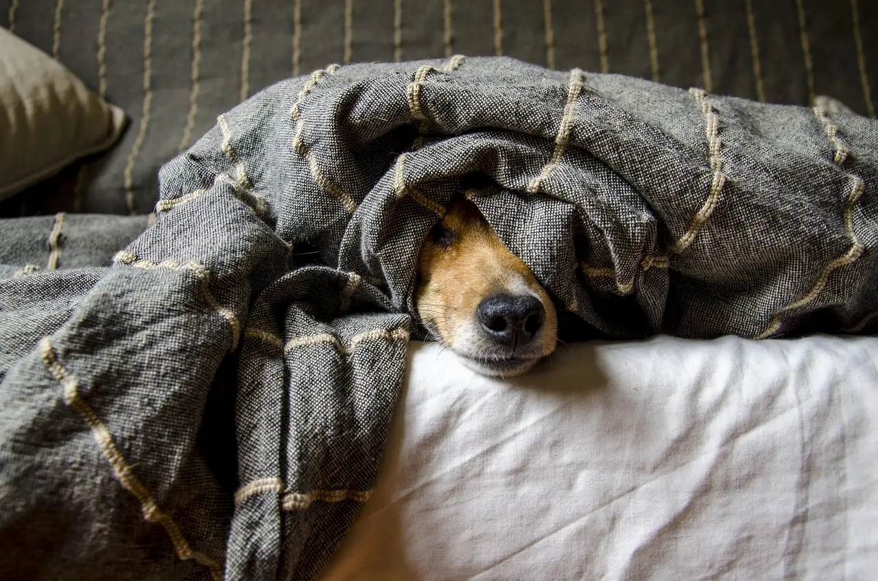Trixie dierenbenodigdheden kopen voor hond, kat en meer