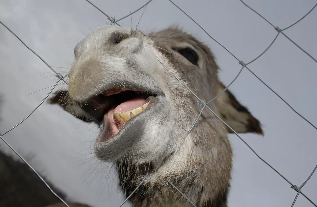 Vers dierenvoer