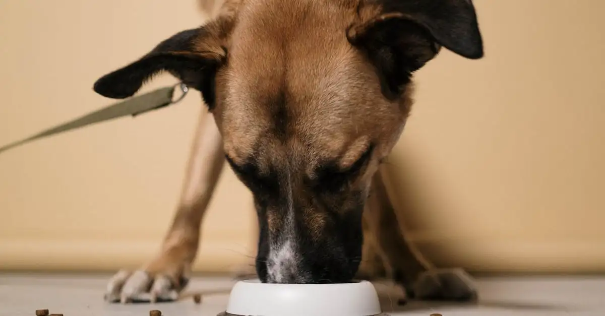 Voeding voor dieren: Essentiële gids voor gezonde huisdieren