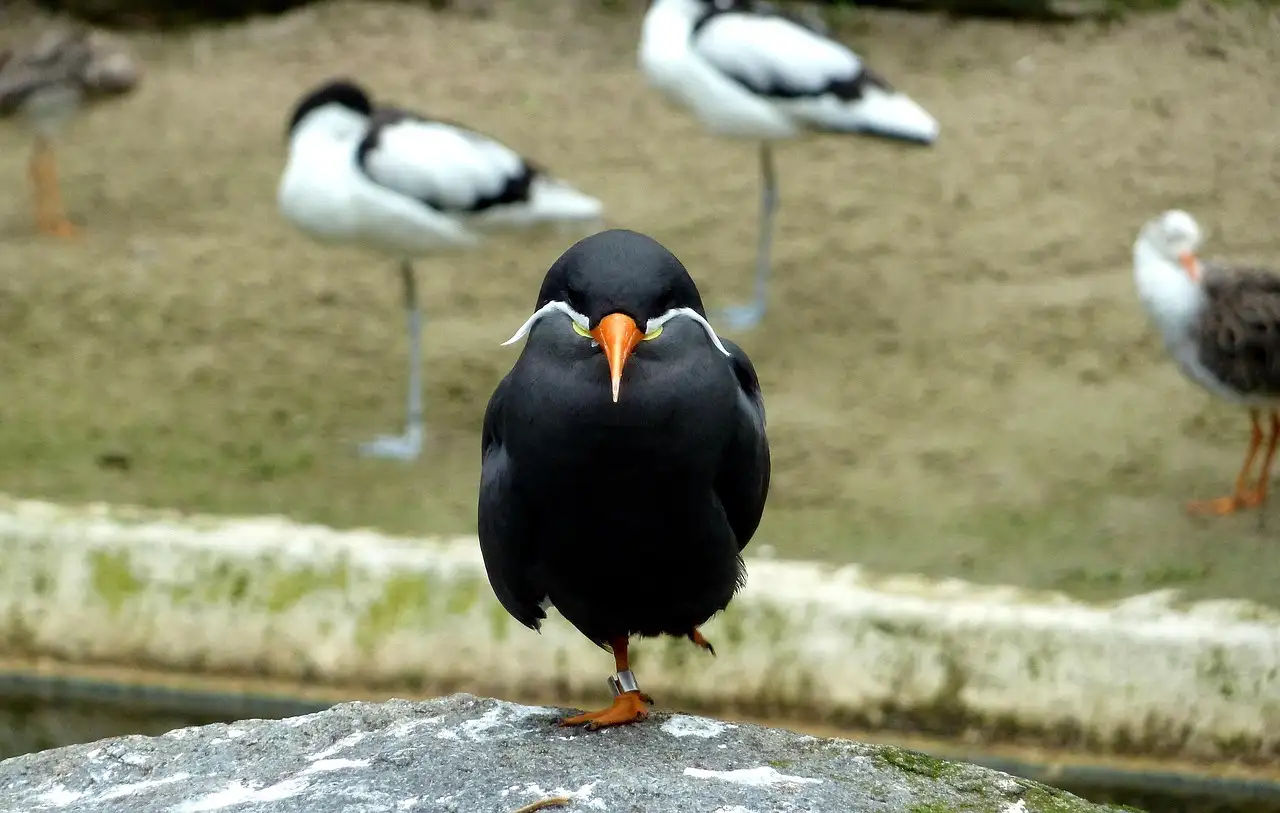 Vogel speciaalzaken: Alles voor uw gevederde vriend