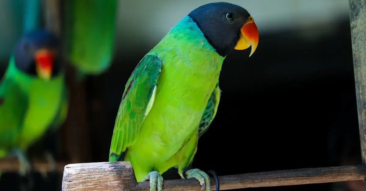 Waar kan ik een vogel kopen? Tips en adressen