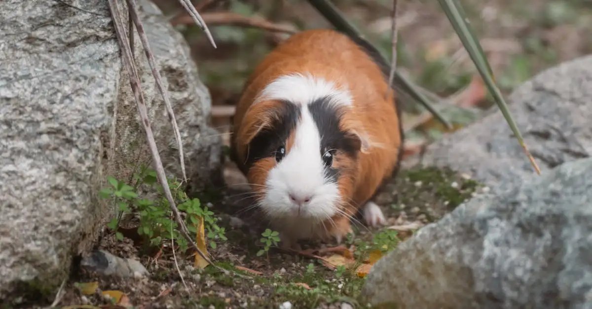 Welke knaagdieren als huisdier: Keuzehulp en tips