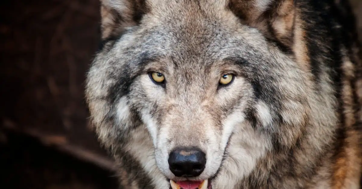 Wolf of Wilderness verkooppunten vinden en kopen